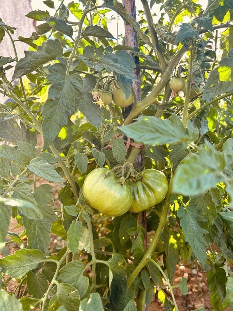 Villa Kuca Za Odmor Sika Sinj Exterior foto